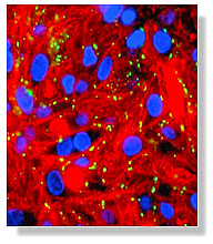 Microscopic image