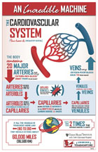 An Incredible Machine: Cardiovascular System