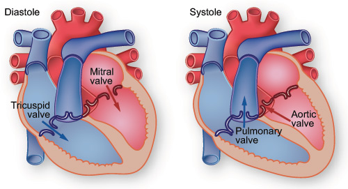 Illustration showing diastole: blood is pumped from the atria into the ventricles. Illustration showing diastole: blood is pumped from the atria into the ventricles.