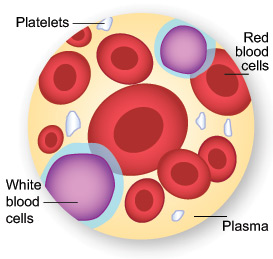 Blood Cells