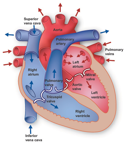 Anatomy of the Heart Anatomy of the Heart