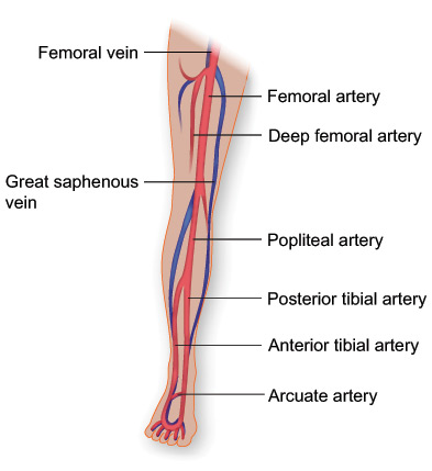 Vasculature of the Leg Vasculature of the Leg