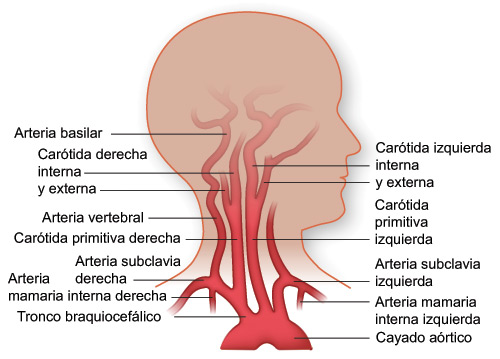 Arterias de la cabeza y la parte superior del tronco Arterias de la cabeza y la parte superior del tronco