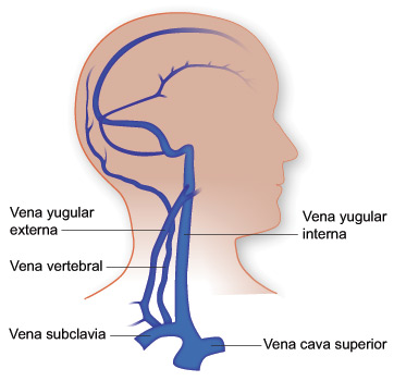 Venas de la cabeza y la parte superior del tronco Venas de la cabeza y la parte superior del tronco