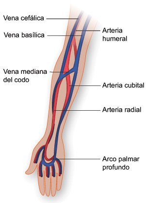 Vasos sanguíneos del brazo Vasos sanguíneos del brazo