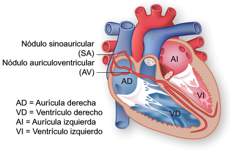 Conduction System
