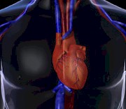 Diseases of the Mitral Valve