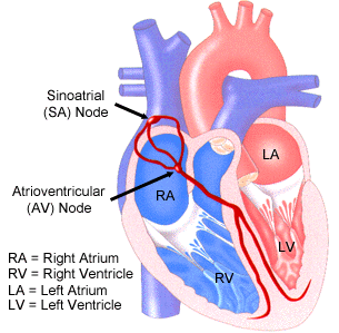 Diagram of the electrical conduction system of the heart.