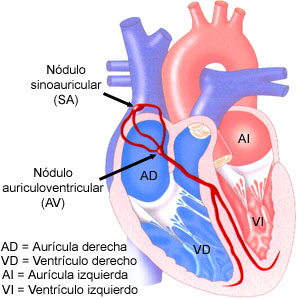 Ilustración del sistema de conducción eléctrica del corazón.