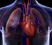 Cardiovascular Glossary