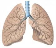Enfermedad pulmonar obstructiva crónica (EPOC)