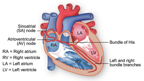 Diagram of the electrical conduction system of the heart.