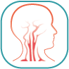 Arteries of the Head