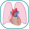 Watch Cardiovascular System Animation