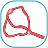 Watch Conduction System Animation