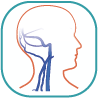 Veins of the Head