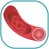 Watch Blood Vessel Cutaway Animation