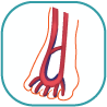 Blood Vessels of the Leg