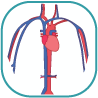 Blood Vessels of the Torso