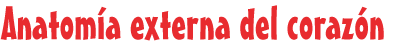 Anatomía externa del corazón