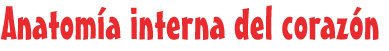 Anatomía interna del corazón