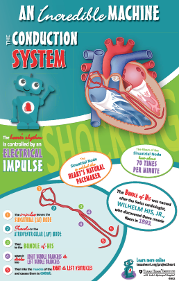 Infographic Anatomy Poster - Conduction Infographic Anatomy Poster - Conduction