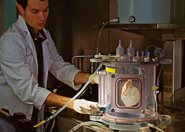 Creation of a ghost heart in bioreactor.