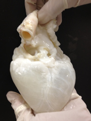 Regenerative Medicine Research