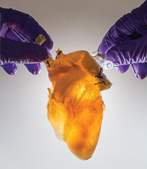 Ghost heart used to create new organs for transplantation. Ghost heart used to create new organs for transplantation.