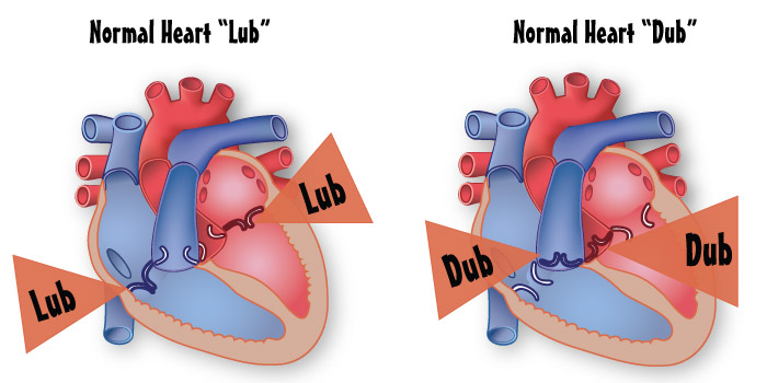 Normal Heart Normal Heart