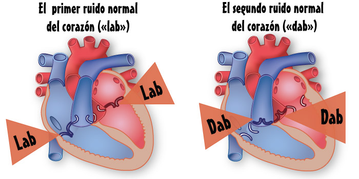 Corazón en reposo Corazón en reposo