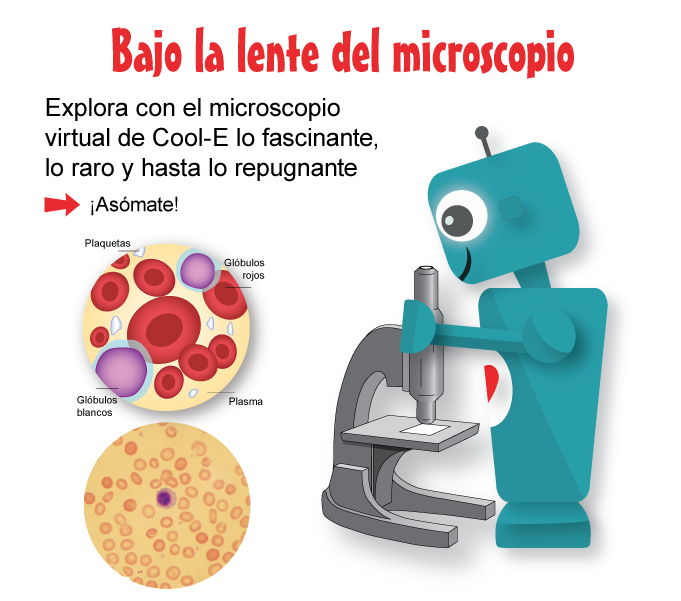 Bajo la lente del microscopio